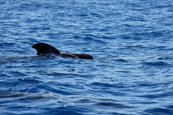 昼間は海で泳ぐイルカたち — ストック写真