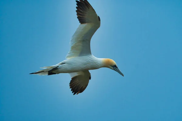 Kuzey Sümsük Kuşunu Kapat — Stok fotoğraf