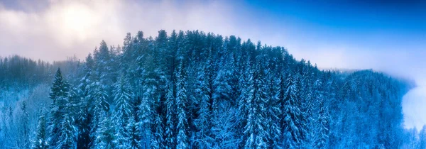 Aerial Panorama Utsikt Över Vinter Tallskog Subarktiskt Landskap Frusen Dimmig — Stockfoto