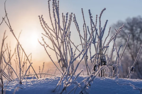 Замороженная Сухая Трава Против Солнечного Света Зимнее Утро Выборочным Фокусом — стоковое фото