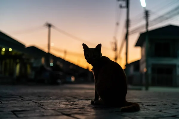 シルエットフロントビュー猫の写真 — ストック写真