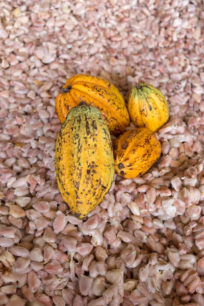 ココアポッド上の生の新鮮なココア種子の背景 — ストック写真