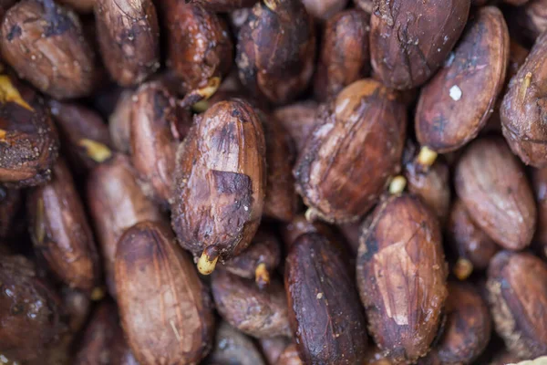 Semillas Cacao Brotando Fondo — Foto de Stock