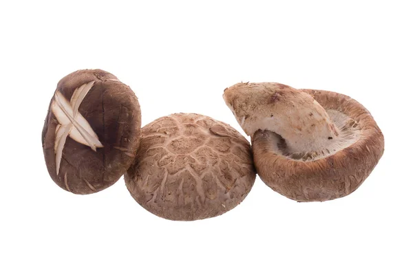 Cogumelos Shiitake Isolados Fundo Branco — Fotografia de Stock