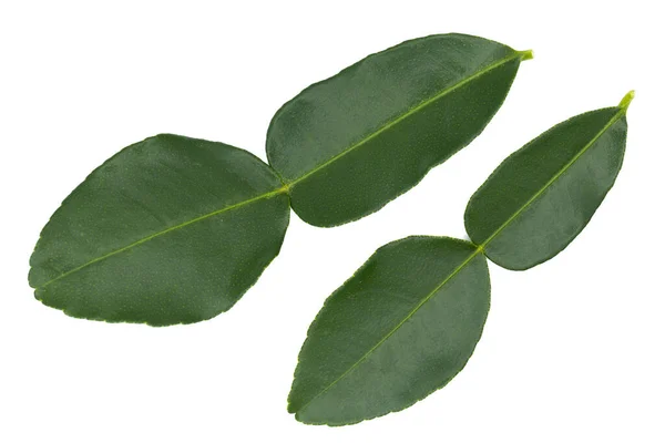 Bergamott Leaf Isolerat Den Vita Bakgrunden — Stockfoto