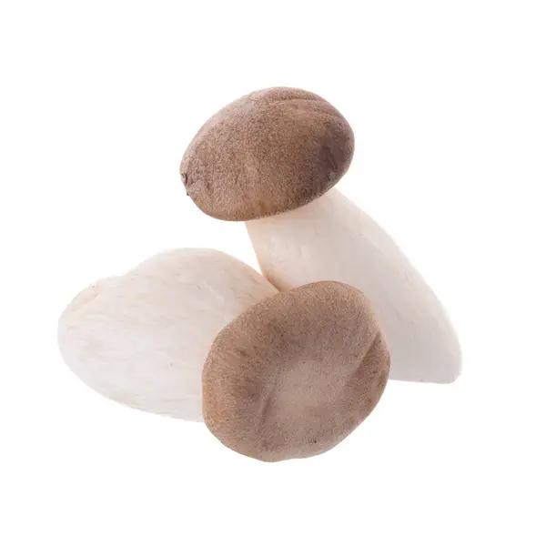 Cogumelos Origem Fresca Sobre Fundo Branco — Fotografia de Stock