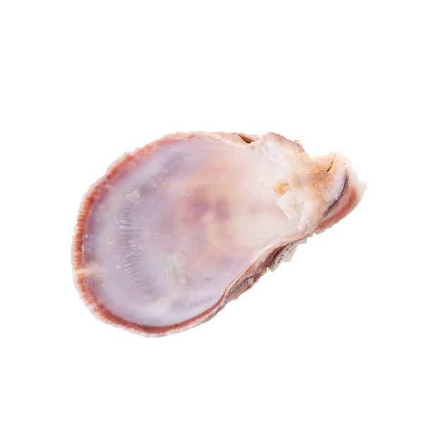 Sea Shell Isolating White Background — Stock Photo, Image