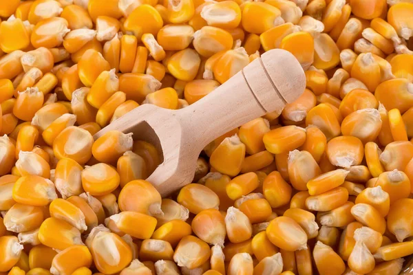 Kukoricamag Fakanál Fehér Alapon Elkülönítve — Stock Fotó