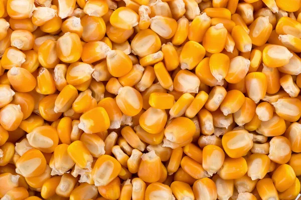 Kukorica Vetőmag Halom Háttérként Felülnézet — Stock Fotó