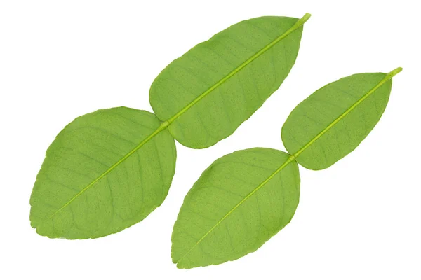 Bergamot Leaves Isolated White Background — Stock Photo, Image
