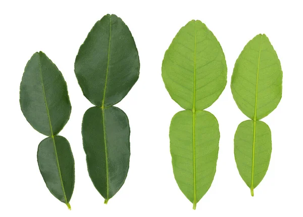 Bergamotte Blättert Isoliert Auf Weißem Hintergrund — Stockfoto