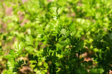 Tayland tarım alanında ekili kereviz