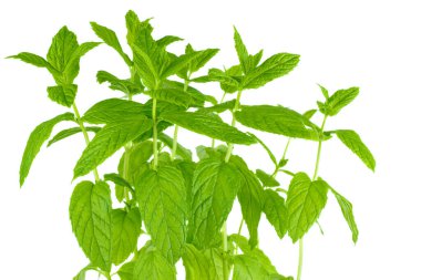 Arkaplan için yeşil nane şekerleri