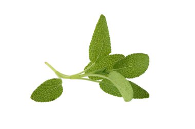 Beyaz arkaplanda yalıtılmış adaçayı bitkisi