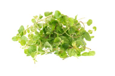 Beyaz arka planda taze Oregano bitkisi.