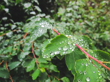 Ormandaki yeşil yapraklara çiy damlaları düşer.