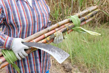 Kamış kesme bıçağı ve şeker kamışı taze tutan işçiler, şeker kamışı kesen çiftçiler, çiftlikte şeker kamışı ve çiftçi şeker kamışı kamışı kesen çiftçiler, şeker kamışı çiftliğinde çiftçiler, tarla ekimi için kesilen işçiler ve şeker kamışı kamışı