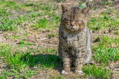 Yaralı yaşlı ve hasta kedi çimlerin üzerinde oturur ve uyur.