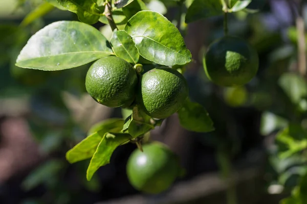 Limetkové Zahradničení Limetkové Ovoce Nebo Citrónové Plody Stromě — Stock fotografie