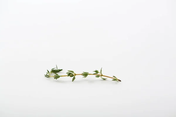 百里香香草孤立在白色背景 — 图库照片