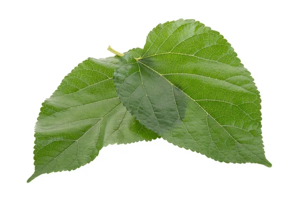 Mulberry Leaves Isolated White Background — Stock Photo, Image