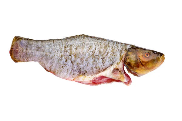 在白色背景下 随时可以烹调的藤条鱼 — 图库照片