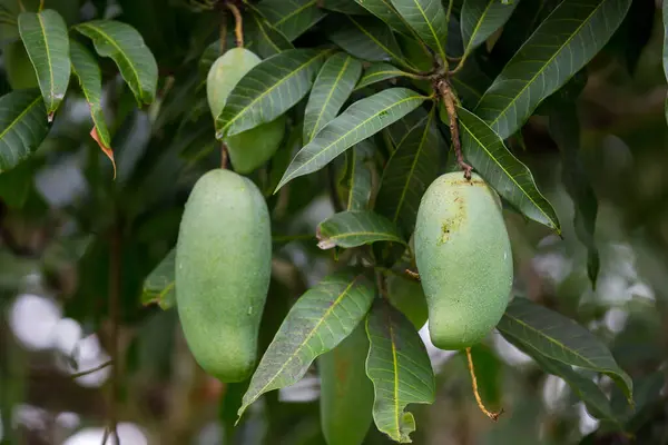 Grüne Mangos Auf Der Mangobaumfrucht Mango — Stockfoto