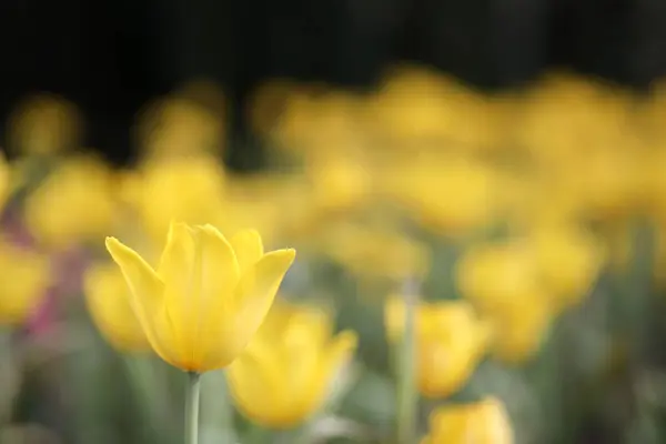 Tulipes Humides Dans Jardin Vue Jour — Photo