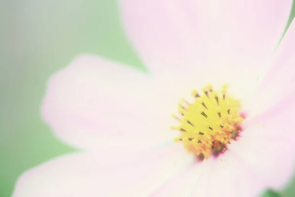 Pinkfarbene Kosmosblüte Schöne Florale Hintergrund — Stockfoto