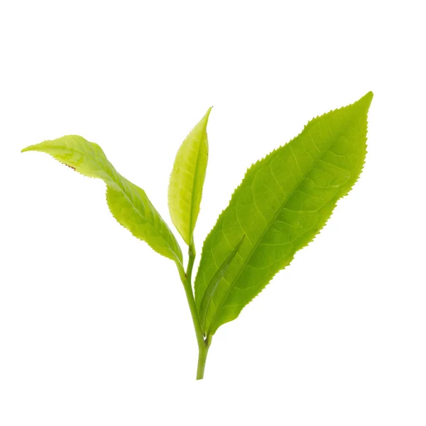 Fresh Tea Leaves Isolated White Background — Stock Photo, Image
