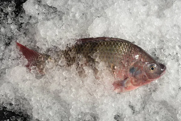 Fresh Nile Tilapia Mango Fish Nilotica Fish Ice — Stock Photo, Image