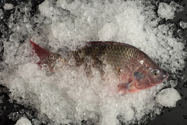 新鲜的尼罗罗非鱼芒果鱼冰上的尼洛地加鱼 — 图库照片