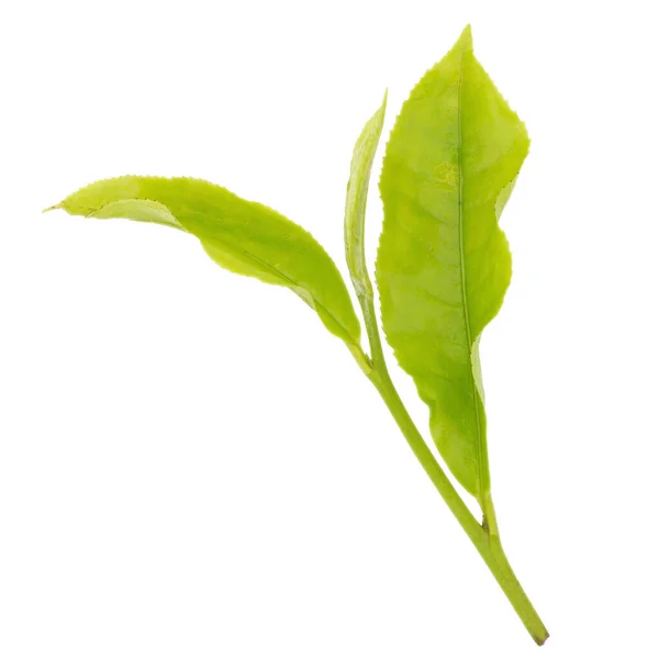 Φύλλα Τσαγιού Φρέσκα Απομονωμένα Στο Λευκό Φόντο — Φωτογραφία Αρχείου