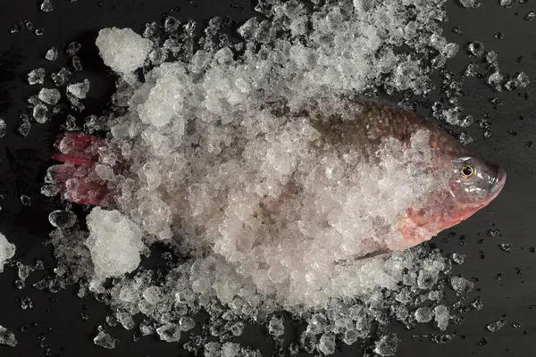 新鲜的尼罗河罗非鱼 芒果鱼 尼洛地加鱼 冰鱼和黑鱼 — 图库照片