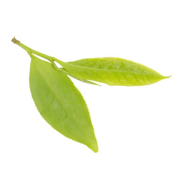 Φύλλα Τσαγιού Φρέσκα Απομονωμένα Στο Λευκό Φόντο — Φωτογραφία Αρχείου