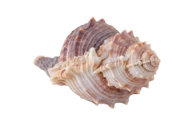在白色背景上设置隔离的海贝壳 — 图库照片