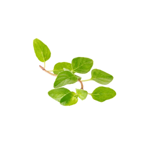 Fresh Oregano Herb White Background — Stock Photo, Image