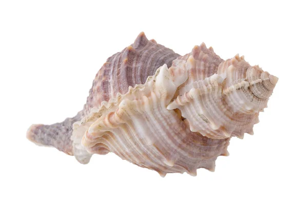 在白色背景上隔离的海壳 — 图库照片