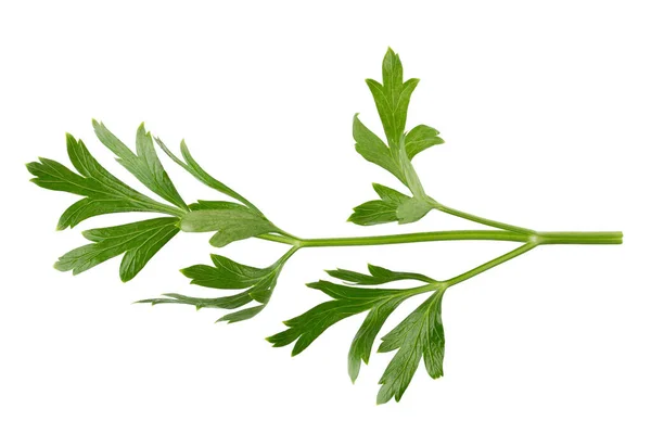 Parsley Fresh Herb Isolated White Background — Stock Photo, Image