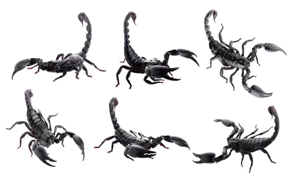 Escorpiões Negros Isolados Fundo Branco — Fotografia de Stock