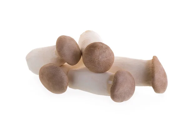 Cogumelos Origem Fresca Sobre Fundo Branco — Fotografia de Stock