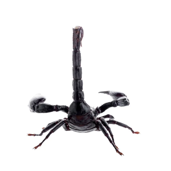 Черный Скорпион Изолирован Белом Фоне — стоковое фото