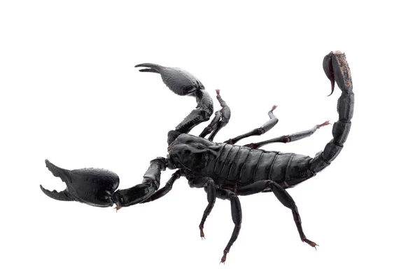 Scorpion Noir Isolé Sur Fond Blanc — Photo