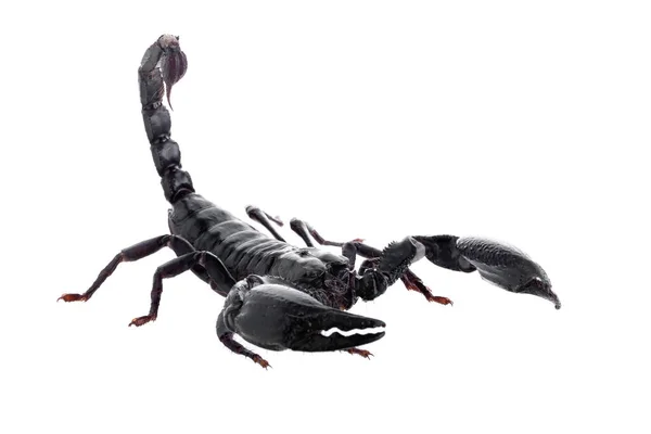 Svart Skorpion Isolerad Vit Bakgrund — Stockfoto