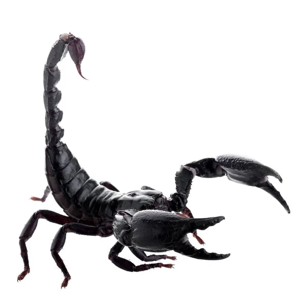 Černý Škorpión Izolovaný Bílém Pozadí — Stock fotografie