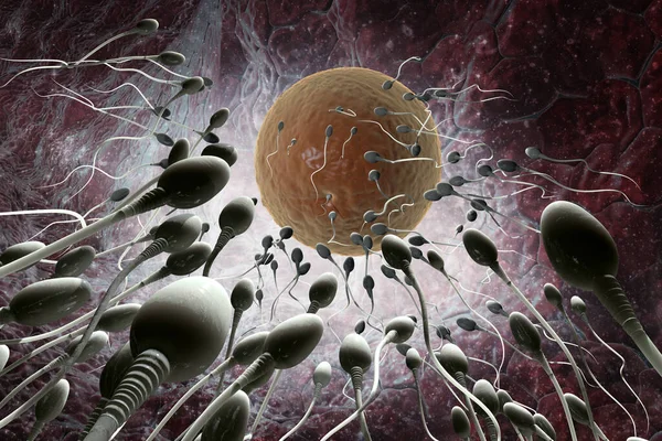 Сперматозооны Плавающие Яйцеклетку — стоковое фото