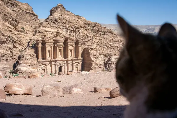 Gato Callejero Mirando Monasterio Petra Wadi Musa Jordania — Foto de Stock