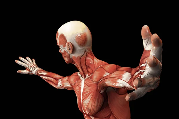 人間の解剖学 男性の筋肉 3Dイラスト — ストック写真