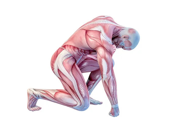 人体解剖 男性肌肉 3D插图 — 图库照片