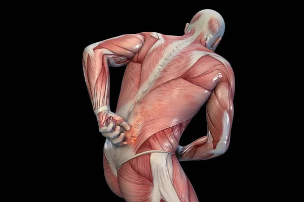 Ból Anatomiczne Wizji Powrotem — Zdjęcie stockowe